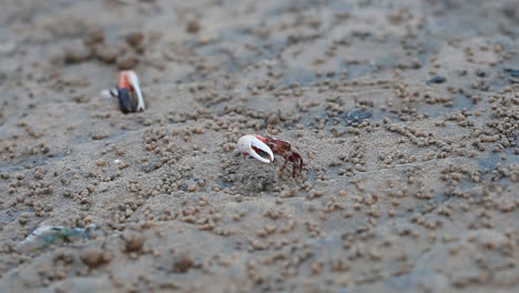 sea-crabs-on-a-beach,-aquatic-crabs,-fiddler-crabs,-red-crab,-Mangrove-Crab,-one-legged-crab