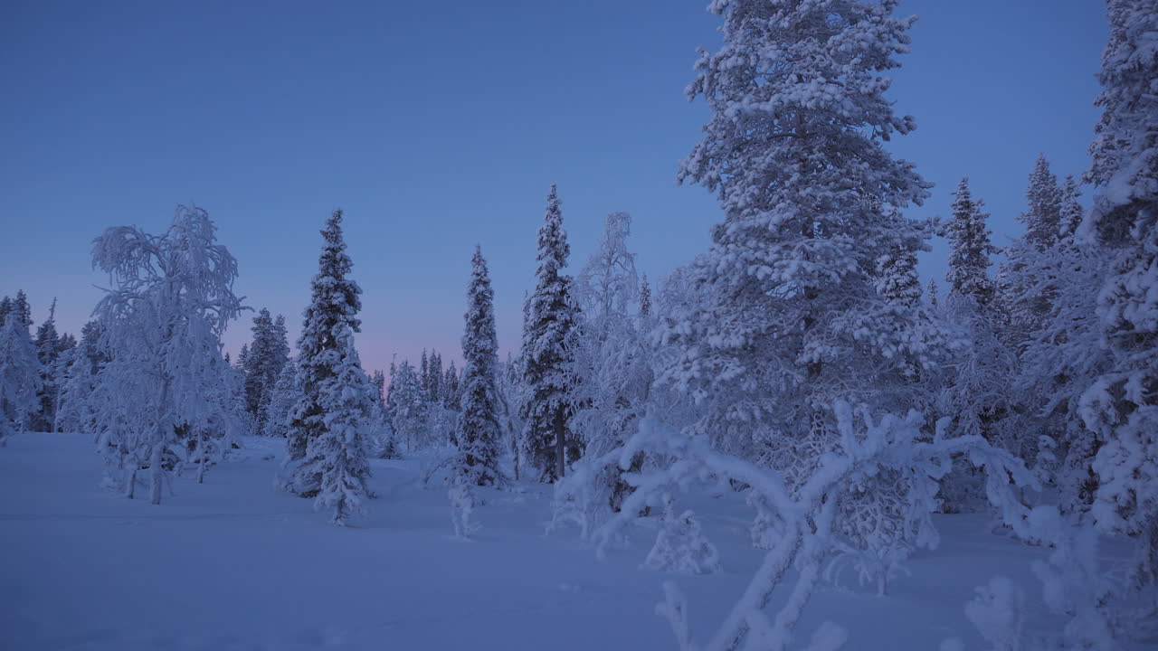 Lumipeitteiset jäätyneet puut kirkkaan sinisen taivaan alla tyynessä ja syrjäisessä arktisessa havumetsässä sinisen hetken aikaan kaamoksessa. Lappi, Suomi 4K