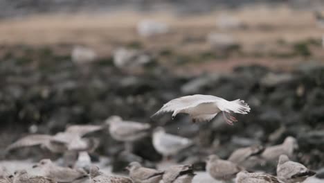 gulls flying over rocks