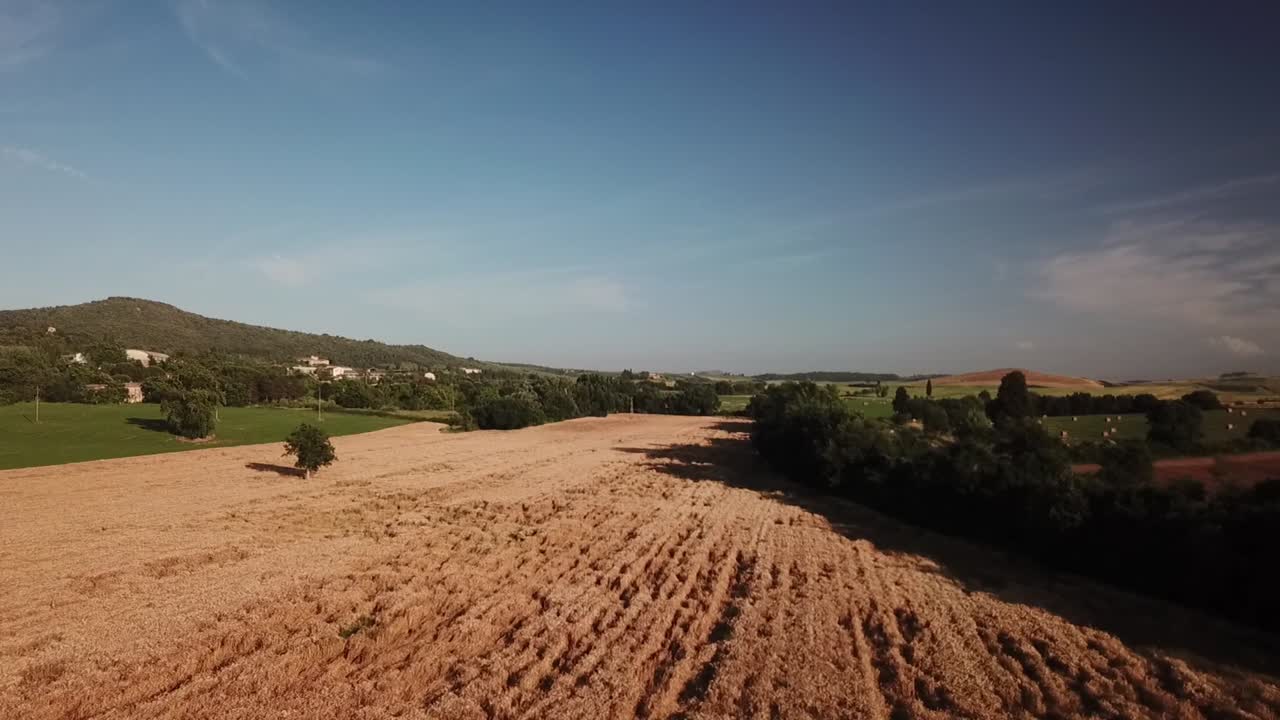 Aerial Drone Reveal of Golden Wheat Field in the Tuscan Countryside