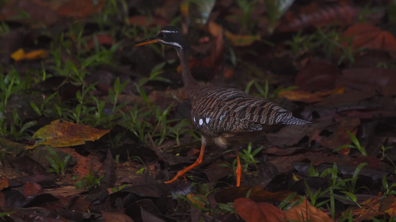 Sunbittern Walking on Rainforest Floor Showing Head Bobbing Behavior