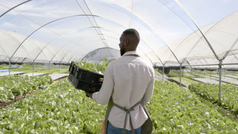 carrying crate of vegetables, farmer working in organic hydroponic greenhouse