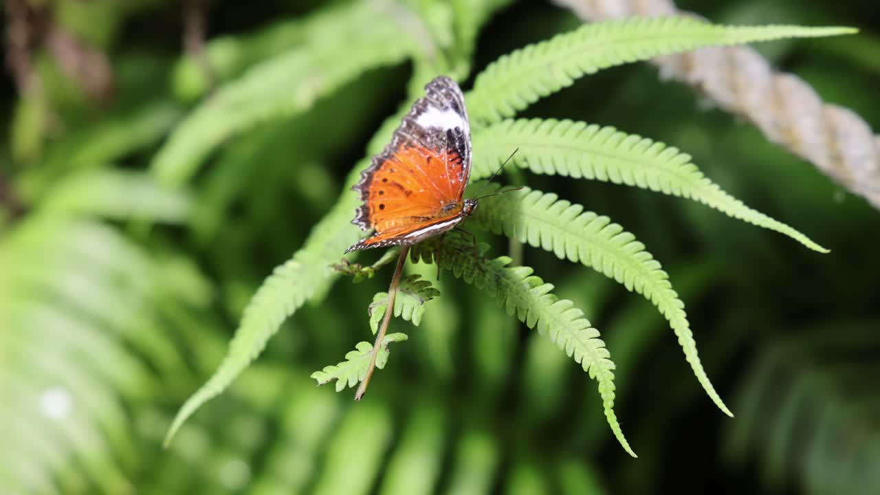 y mariposa negra descansando en helechos verdes naranja