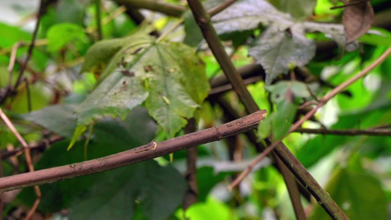 An iridescent hummingbird perches on top of a branch before flying into a forest in Ecuador, South America