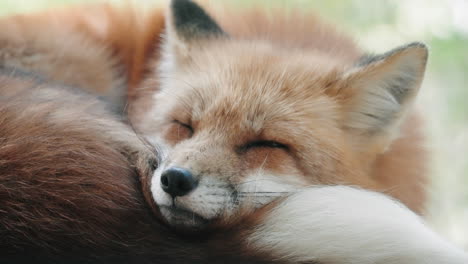 adorable zorro rojo quedándose dormido en el pueblo de zao fox en miyagi, japón