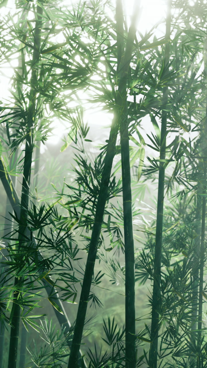 Light shines through bamboo leaves in a forest during morning hours
