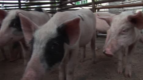 small pigs in africa. badagry, nigeria