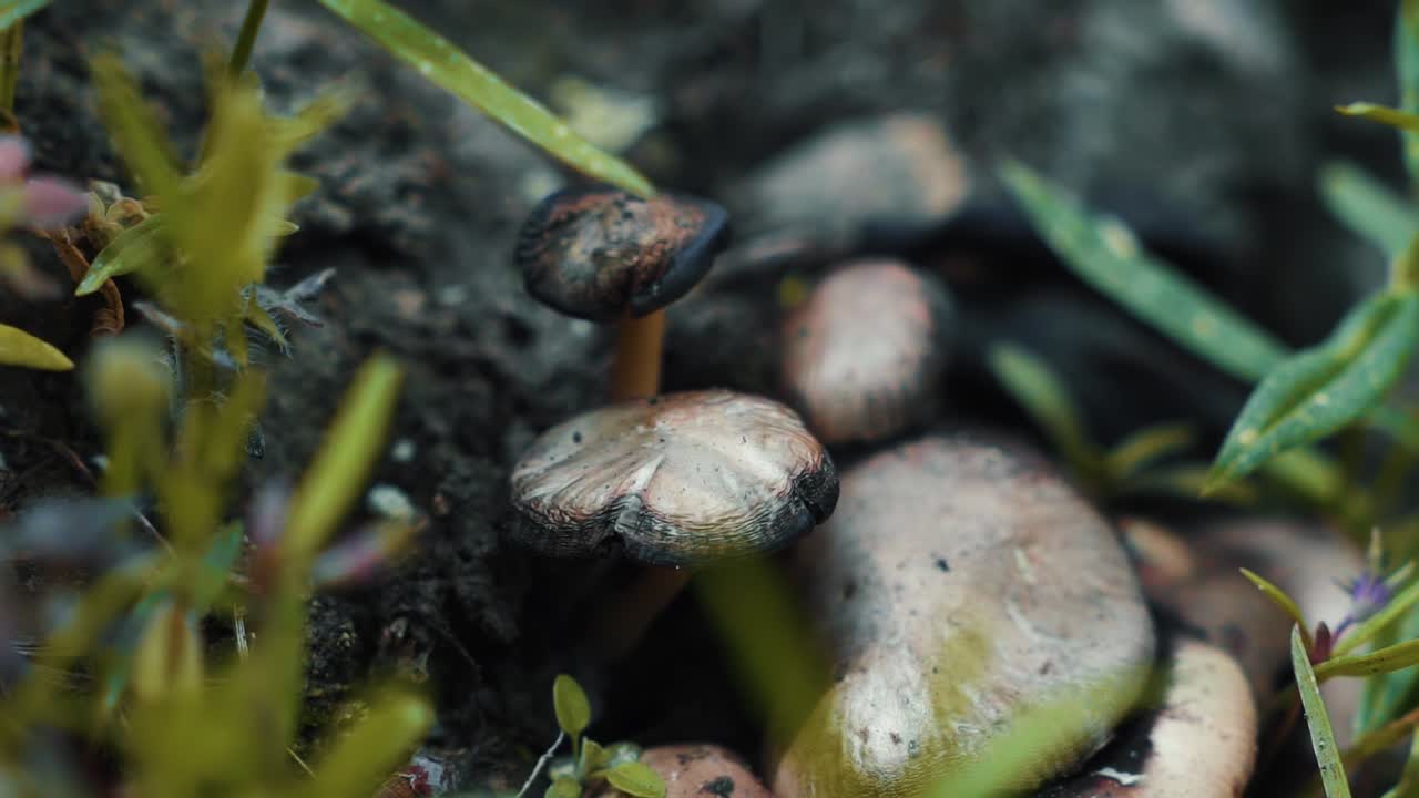 macro primer plano de un montón de hongos silvestres en el suelo del bosque en las montañas rocosas de utah en los estados unidos