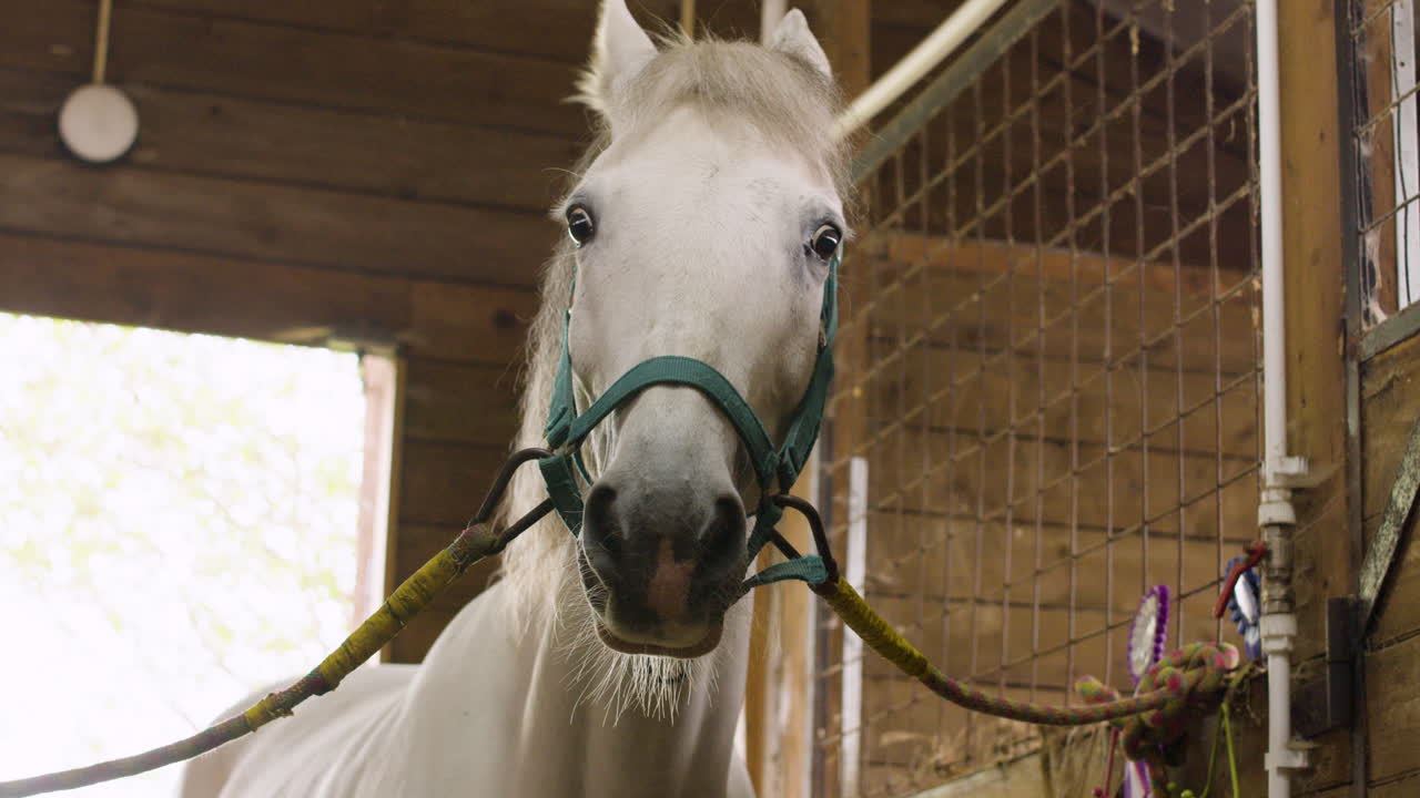 красивая белая лошадь в конюшне, смотрит вперед