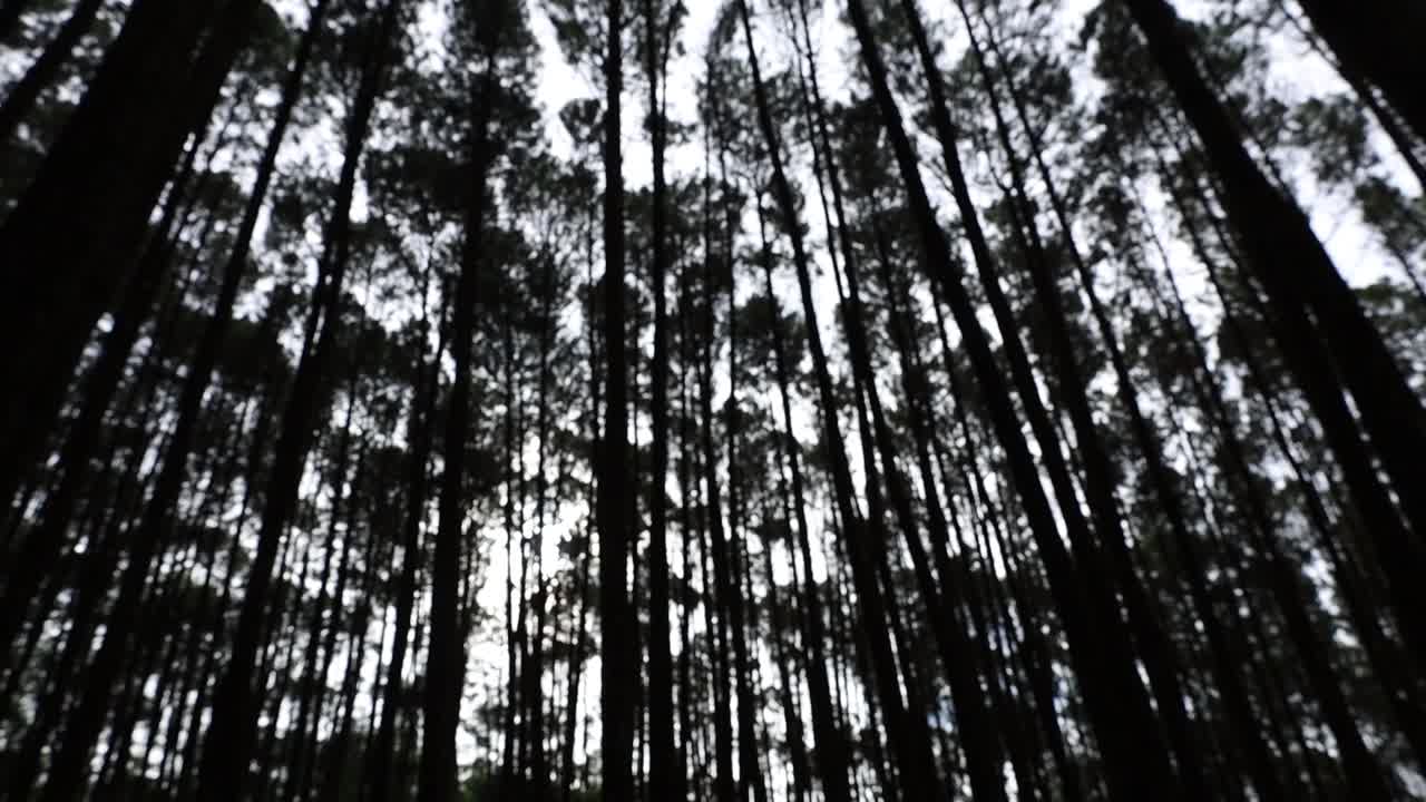 Trees in a dark pine forest during the day