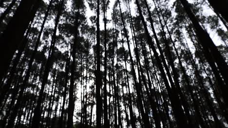 trees in a dark pine forest during the day