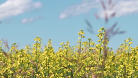 Canola-Field-In-Alberta-Canada