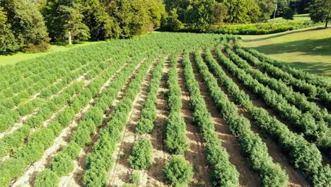 Backward-tracking-drone-aerial-shot-of-hemp-marijuana-plants-bushes-on-sunny-afternoon