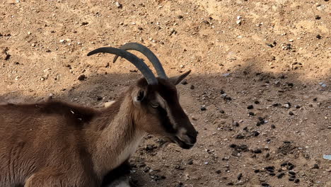 alpine goat standing and staring in wilderness