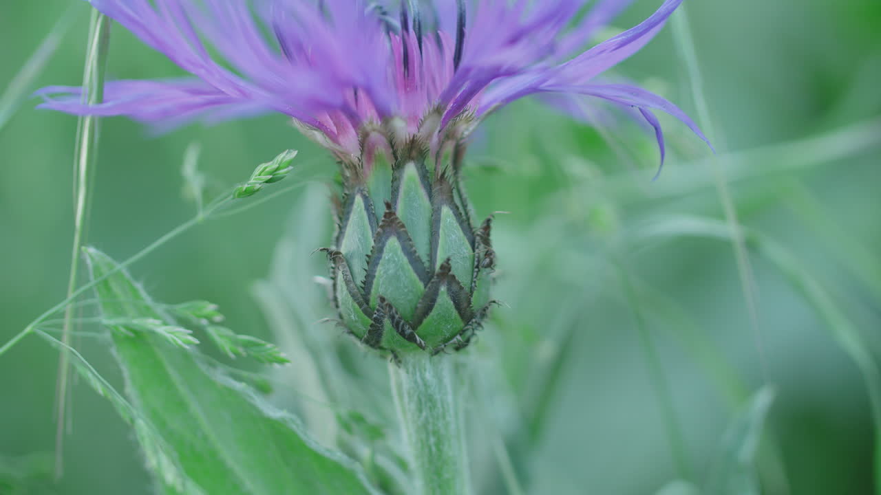 disparo de cerca de una planta con poca profundidad de campo