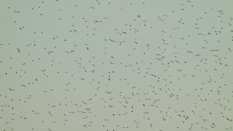 flock of birds flying in the sky crows, group of birds flying circling against the sky