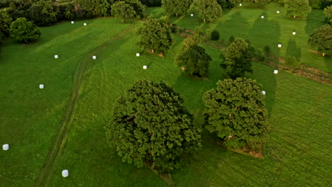 Oak-trees-on-a-field-casting-shadows-during-sunset