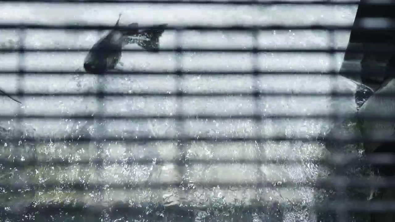 川の中で産業用格子の影を通り抜けて跳ねる鮭のスローモーション映像。暗い水面を背景に、ヒレや鱗の細部がはっきりと見える。