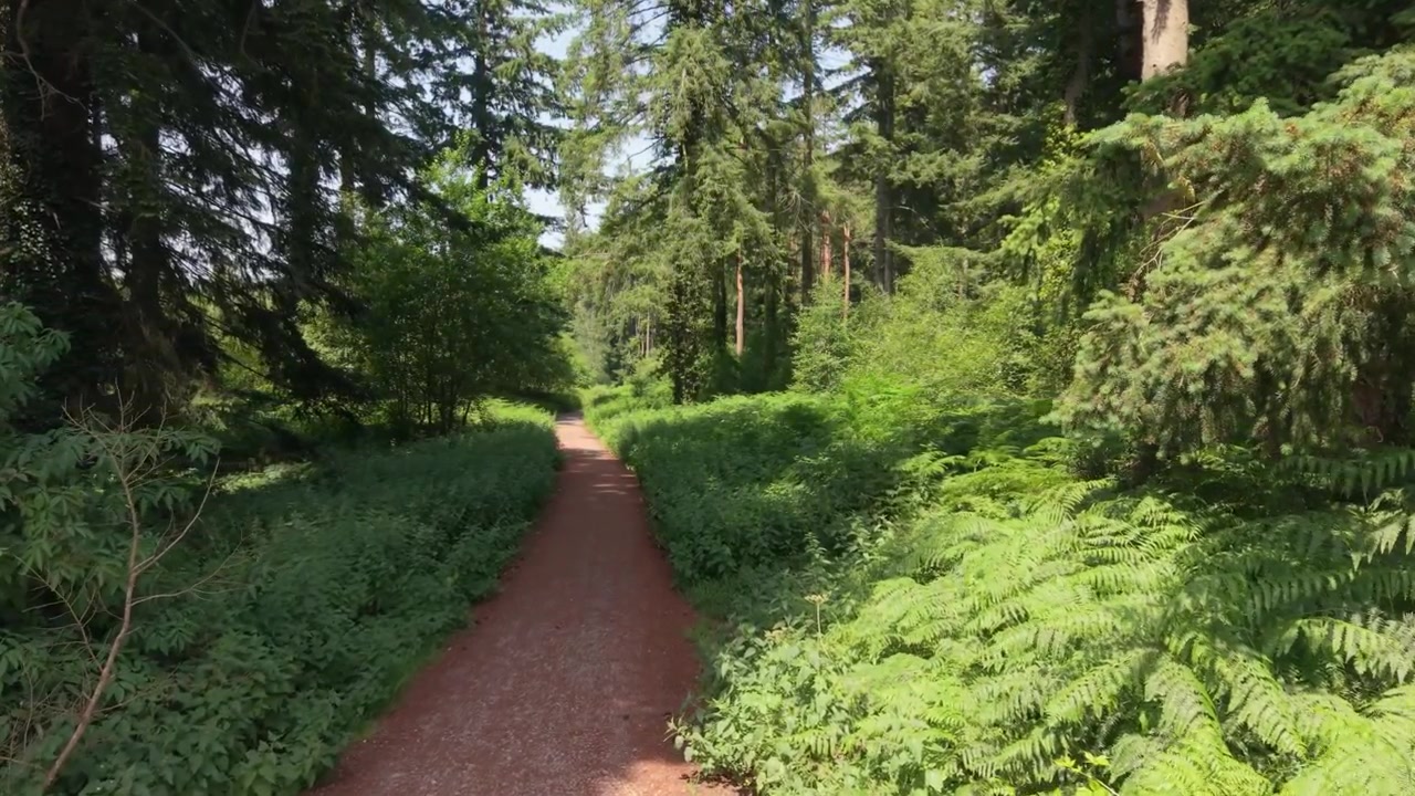Low slow drone footage along forest track through the pine trees and ferns in dappled sunlight