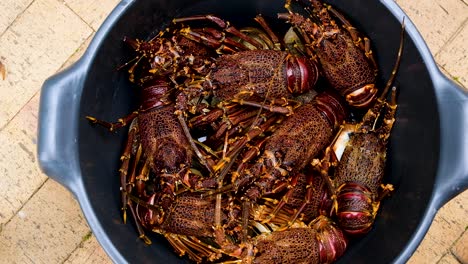 spiny crayfish  moving around in container, overhead shot