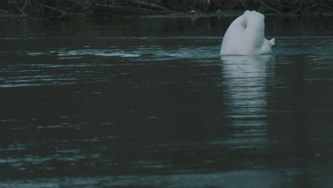 a stationary footage of a swan facing towards the camera while putting its head in the water to find some food