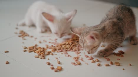 two kittens eating