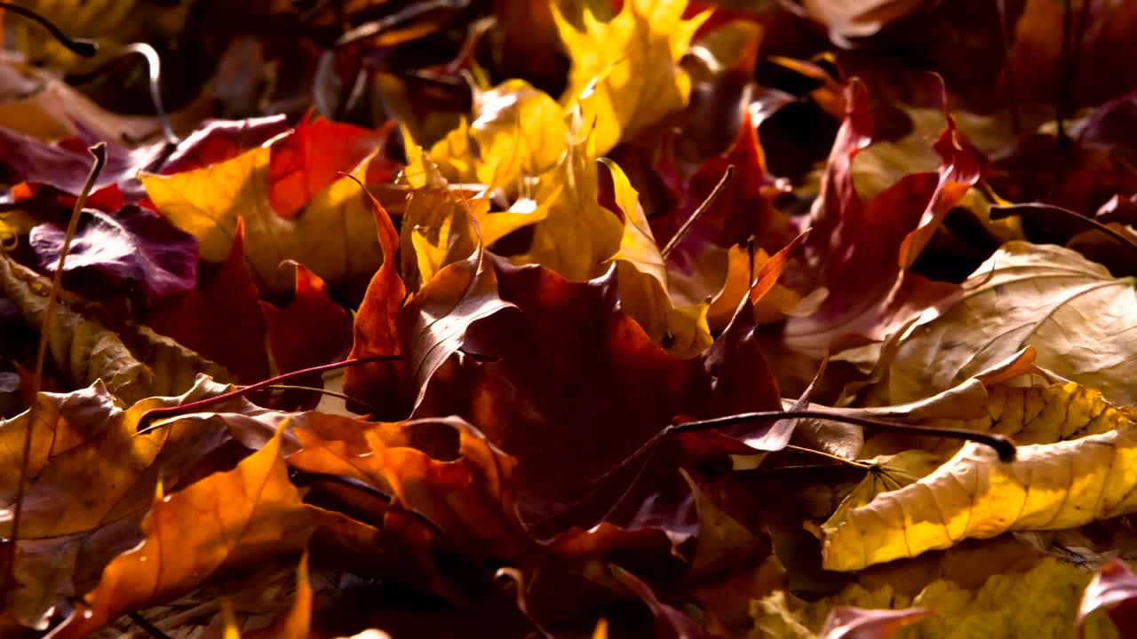 hojas de otoño caídas