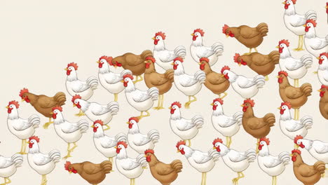 a collection of chickens