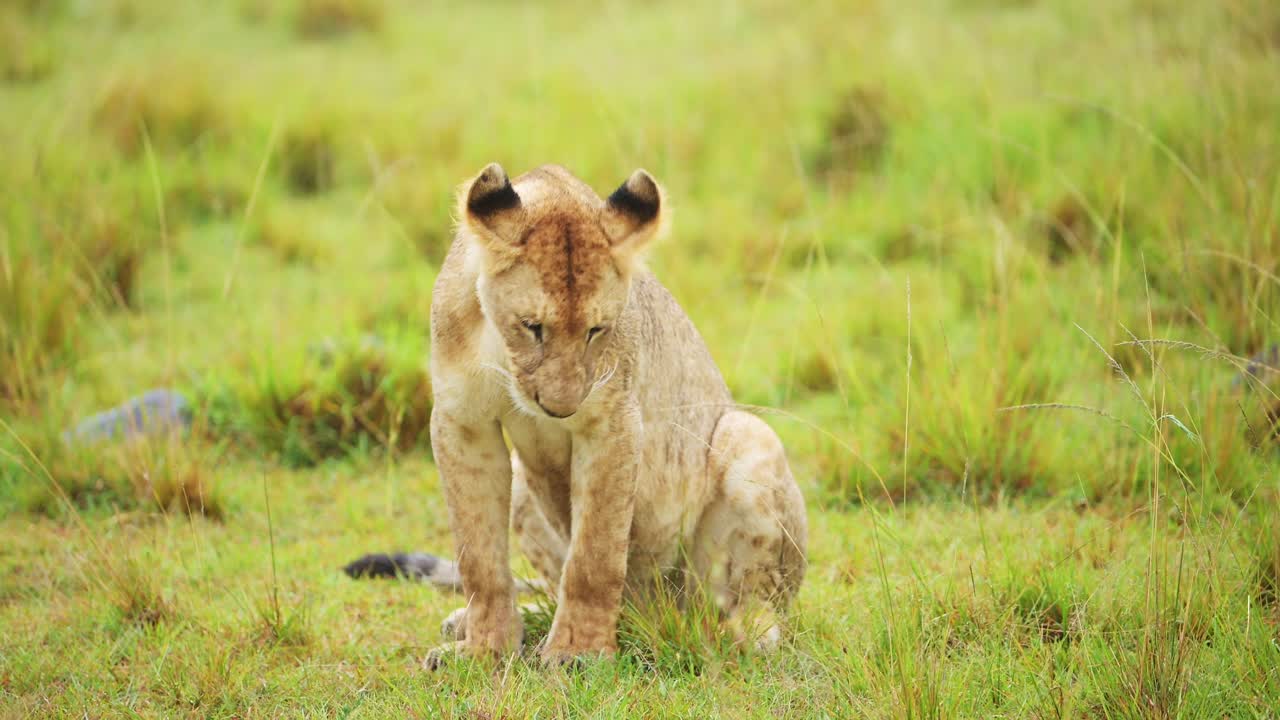 slow motion shot van baby leeuwenkind met een brutale houding, schattige afrikaanse dieren in het masai mara national reserve, kenia, afrika safari dieren in masai mara north conservancy