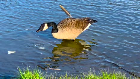 canadian goose eating in a pond