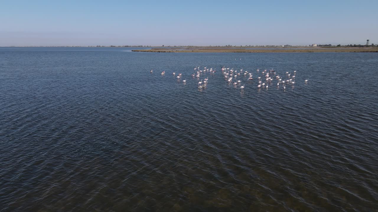 el lago volador de los flamencos