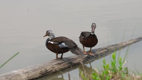 Two-individual-standing-on-a-log-in-the-water-and-they-both-moved-to-swim,-White-winged-Duck-Asarcornis-scutulata,-Thailand