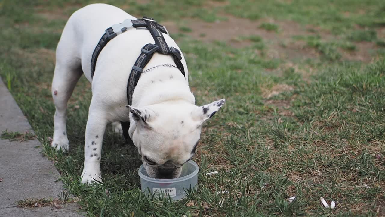 French Bulldog Drinking Water Outside
