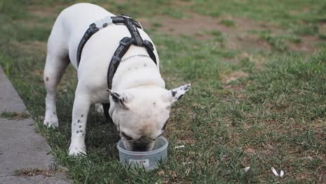 french bulldog drinking water outside