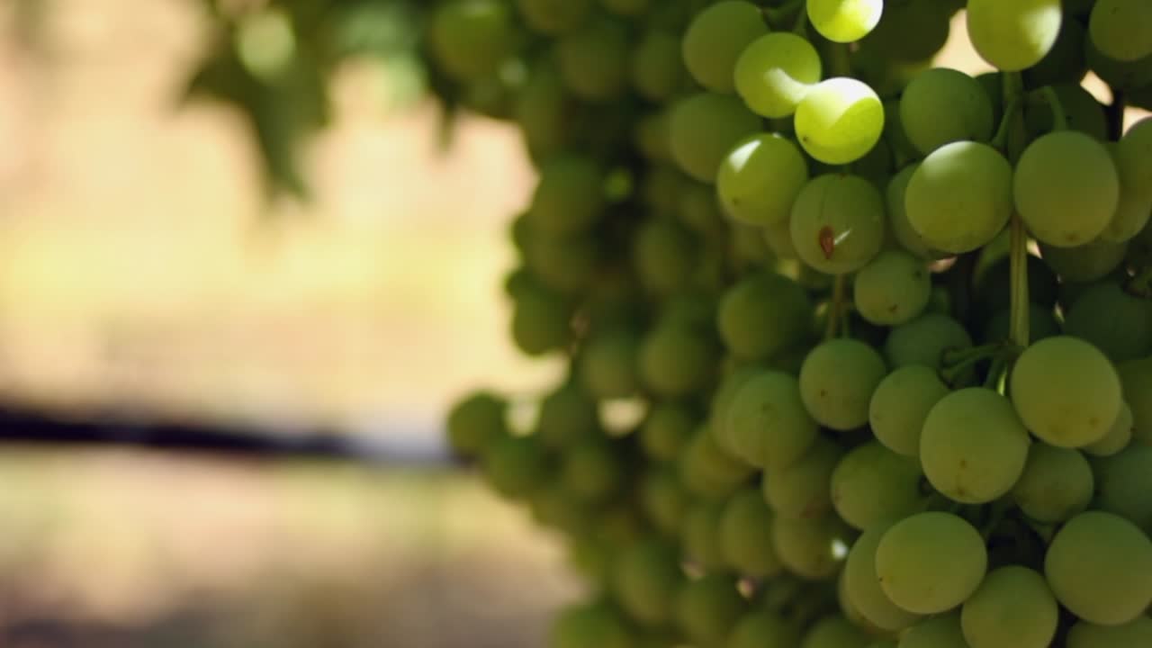 Panorâmica em close-up de uvas verdes na videira em um vinhedo.