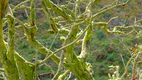 musgo verde creciendo en las ramas de un árbol