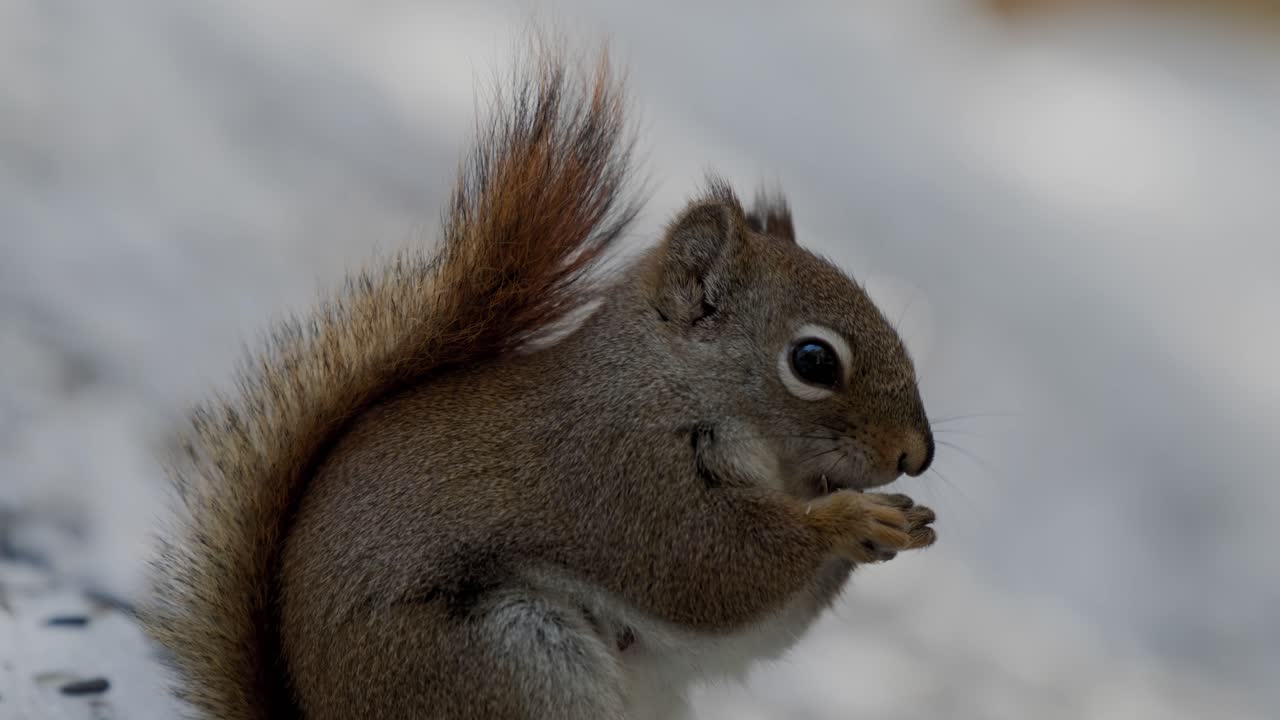 un primer plano de una ardilla roja americana comiendo nueces.