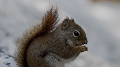 closeup of american red squirrel eating nut.