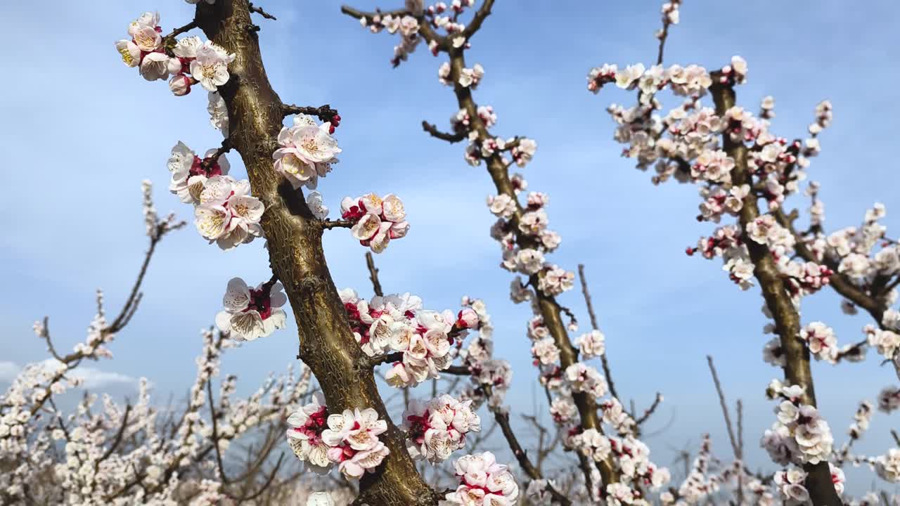 Api che volano intorno ai rami fioriti di albicocco in un frutteto primaverile, mentre la telecamera si muove lentamente verso il basso mostrando fiori delicati e l'attività di impollinazione naturale.