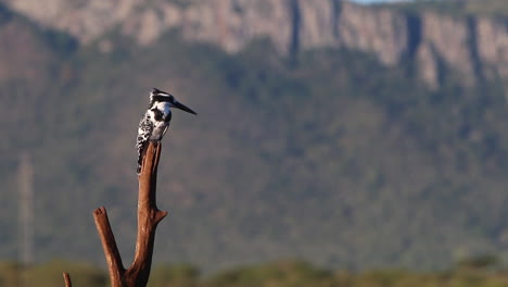 Ein-Blick-Von-Einem-Versunkenen-Fotografischen-Lagunenversteck-Im-Privaten-Wildreservat-Zimanga-An-Einem-Sommertag,-An-Dem-Vögel-Füttern-Und-Trinken,-Während-Dieser-Gescheckte-Eisvogel-Auf-Einem-Stock-Sitzt