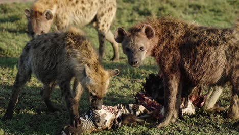 a reveal shot of a pack of hyenas eating a dead zebra in the wild landscape