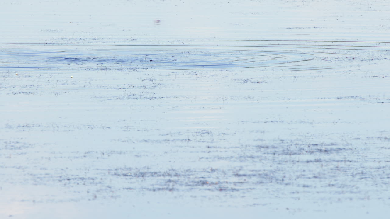 슬로 모 그레브 새는 습지 연못 물 위에 올라와 헤엄쳐 나갑니다.