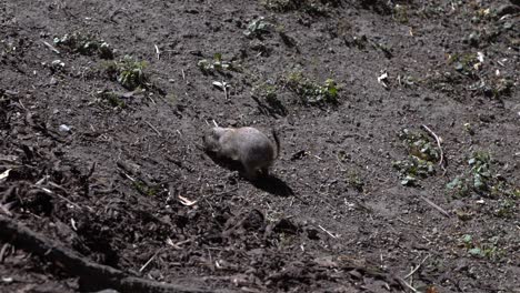 curious black tailed prairie dog walking on dirt ground - slow motion