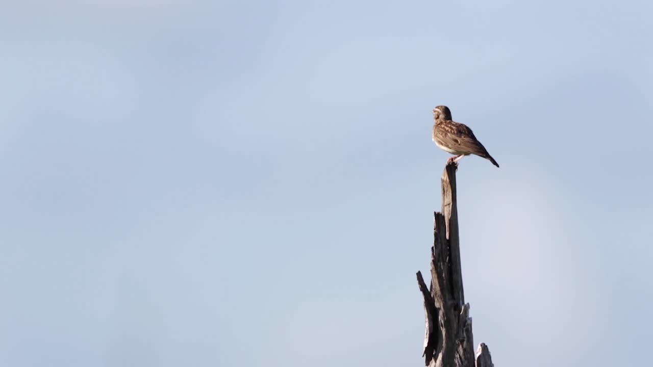 Sabota Lark in South Africa sits on perch with lots of copy space