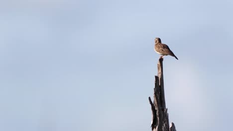 sabota lark in south africa sits on perch with lots of copy space