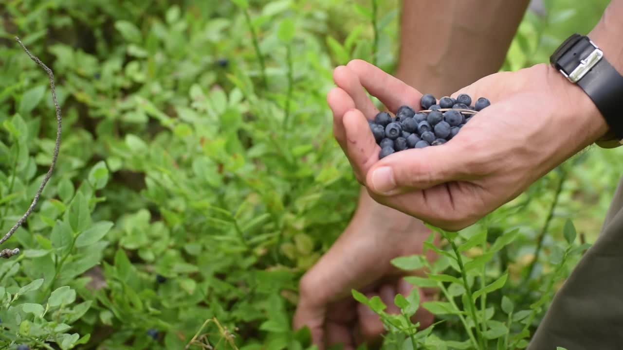 two hands picking berries from a bush