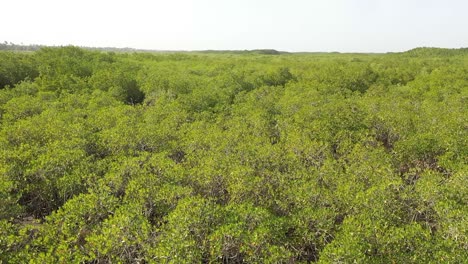 Aerial-Over-Vast-Mangrove-Swamps-On-The-Gambia-River-The-Gambia-West-Africa