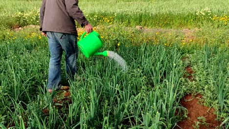 a man waters an onion basin with a green watering can-1