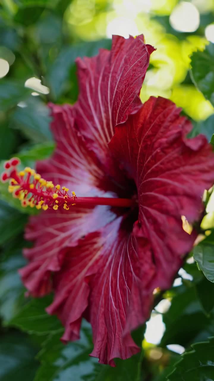 Video in primo piano di un vibrante fiore di ibisco rosso, ripreso da un'angolazione laterale