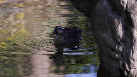 un pato se desliza a través del agua con los reflejos de los árboles